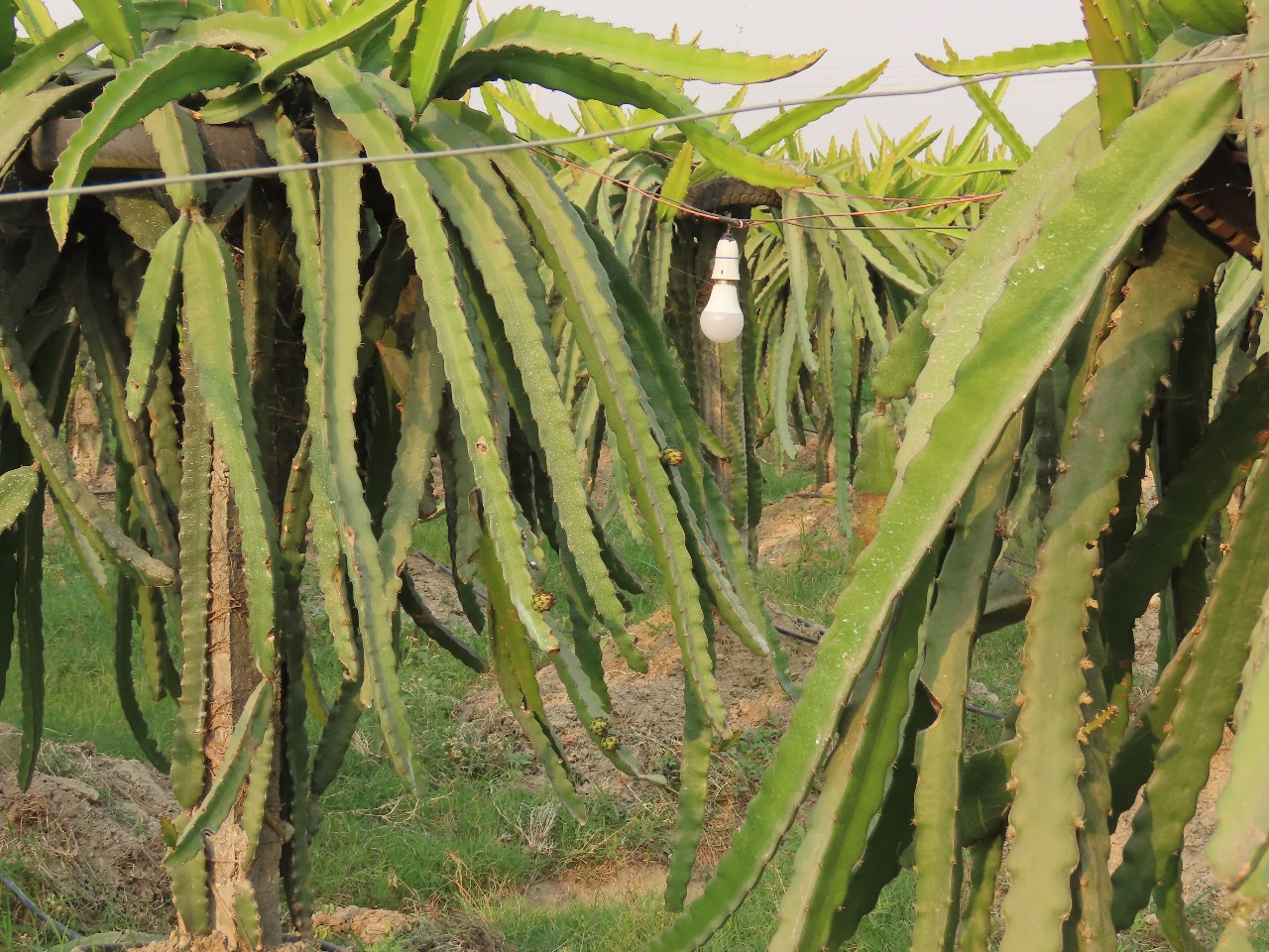 early flowering of dragon fruit.jpg